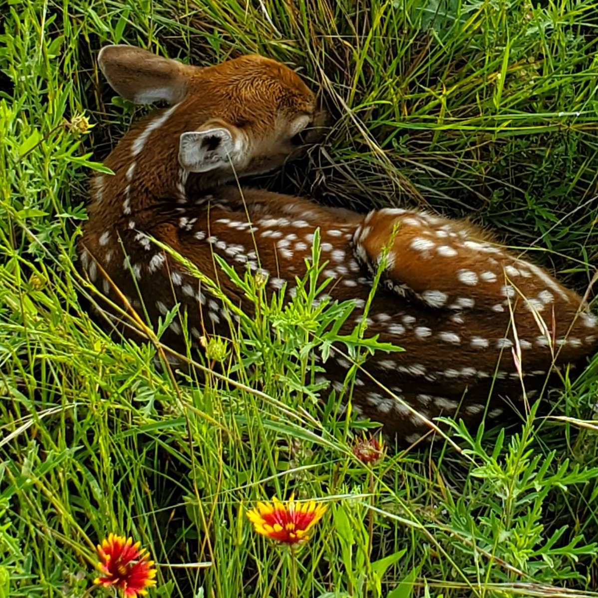 Do not disturb 🤫

Spring brings a new crop of baby animals. Please don't try to "rescue" them. Mom and Dad are nearby.

Here's what to do instead--> bit.ly/LeaveWildlifeBe