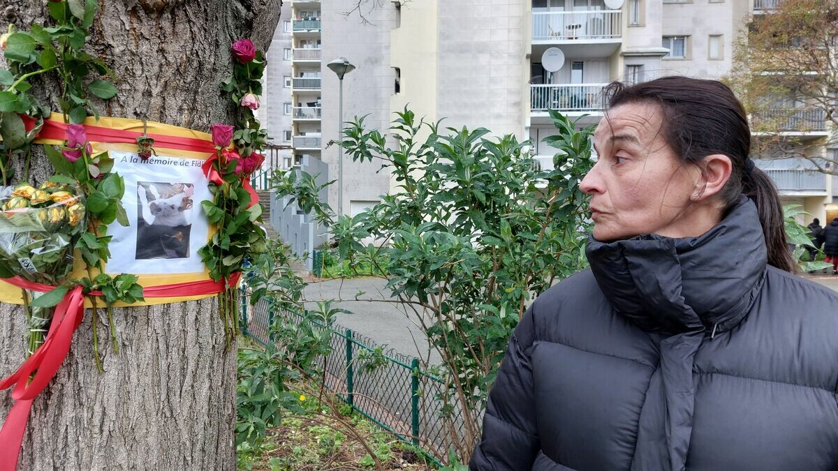 Chienne tuée par la police à Saint-Denis : « Fidji, c’était la mascotte du quartier »
➡️ l.leparisien.fr/MQgn