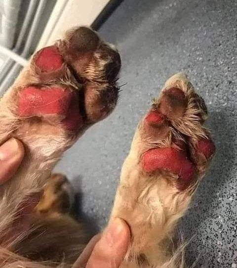 rogeliomtz75's tweet photo. No a las caminatas con ellos en días de calor, nosotros usamos zapatos, Ellos No. 🐾😢 https://t.co/9uXWZ62TW4