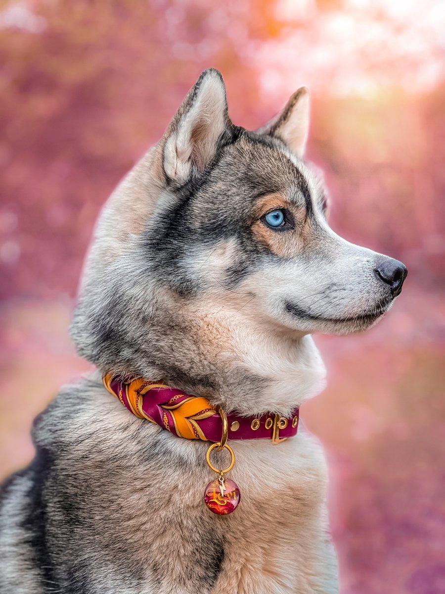 Bin einfach nur glücklich mit meinem small business und unendlich dankbar, dass ich schon so viele Hunde ausstatten durfte. 🍄🌙