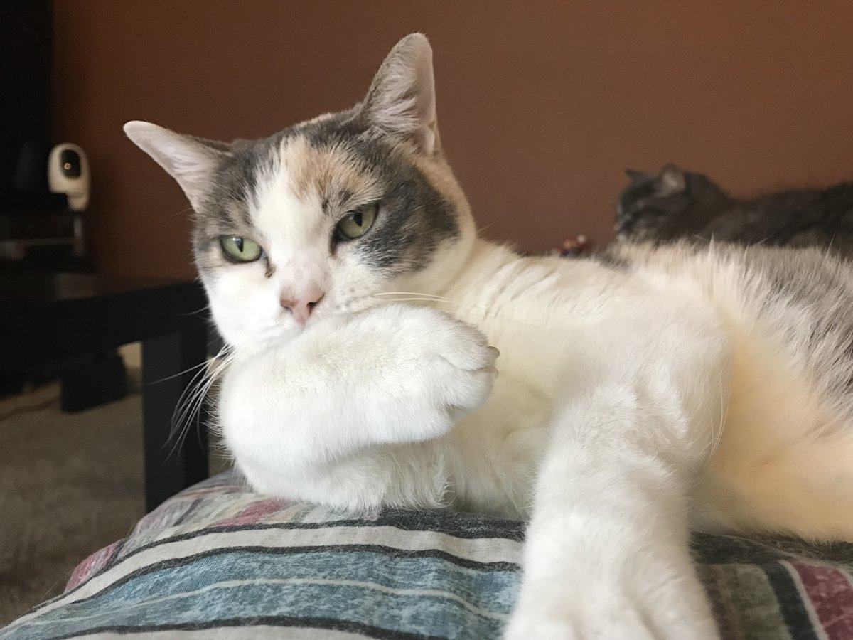 tv_cats's tweet photo. @youtubecats: Some shots of Sassy! Check out her videos at https://t.co/DWdf1lGJwt #cats #pets #animals https://t.co/oC4wFYIJ12