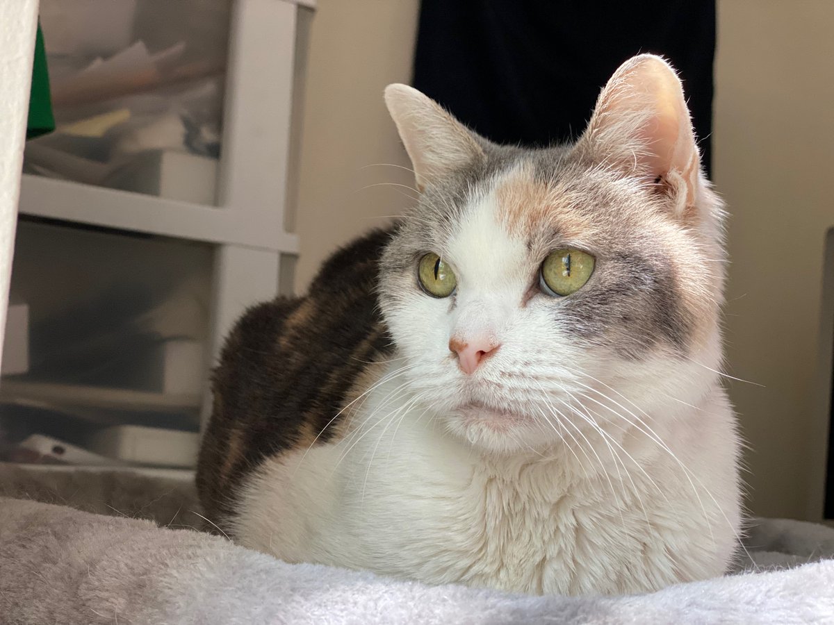tv_cats's tweet photo. @youtubecats: Some shots of Sassy! Check out her videos at https://t.co/DWdf1lGJwt #cats #pets #animals https://t.co/oC4wFYIJ12