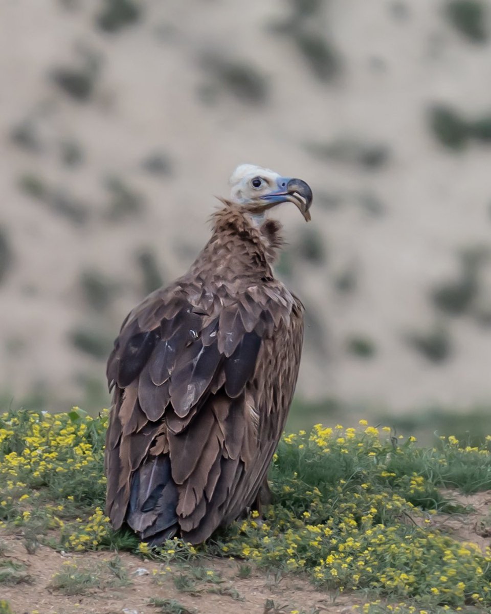 Kara Akbaba / Beypazarı /Ankara
Evet gaga da problem mevcut. 

Hocam detaylar için yardımcı olucaktır. 
@PedramTurkoglu 

#birpazarbirfotogtaf 
#hangitür
#bird 
#birds 
#birdphotography 
#wildphoto
#Ankara 
#photography 
#SonyAlpha 
#birdwatching