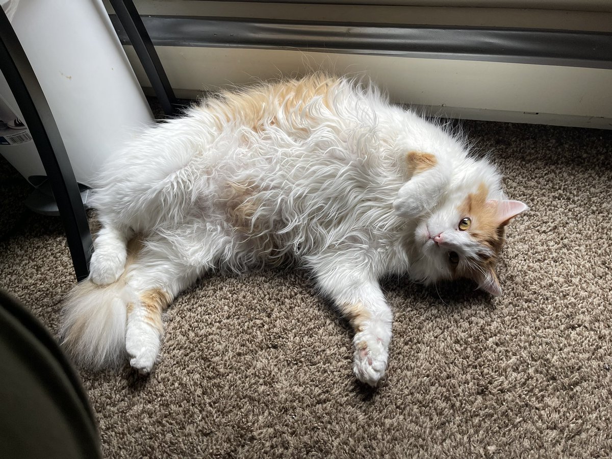 waywardnerd67's tweet photo. @little_pop_work Here’s some adorable kitty pictures to help 😺 https://t.co/iKPKCfkOVc
