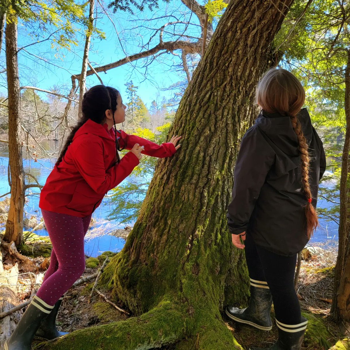 Mel7Labrador's tweet photo. A hike through a forest of #Kespukwitk with my babies,
gathering #medicine & sharing traditional ecological knowledge as it should be shared- hands on not through a book. #mikmaq
#indigenouswomaninconservation #indigenousknowledgeisscience
#traditionalknowledge
#twins
#mommabear https://t.co/fysZOyBNAI