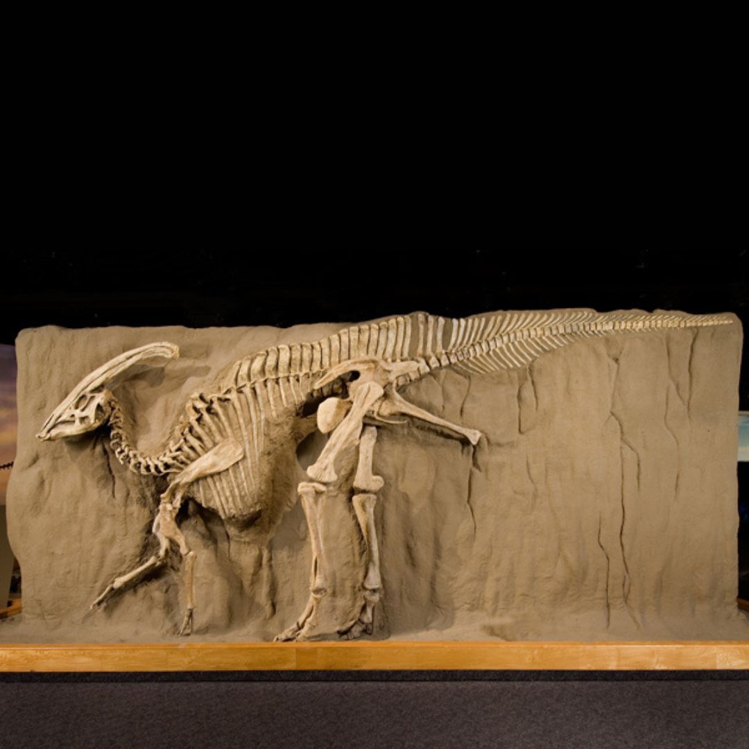 Royal Tyrrell Museum of Palaeontology tweet media