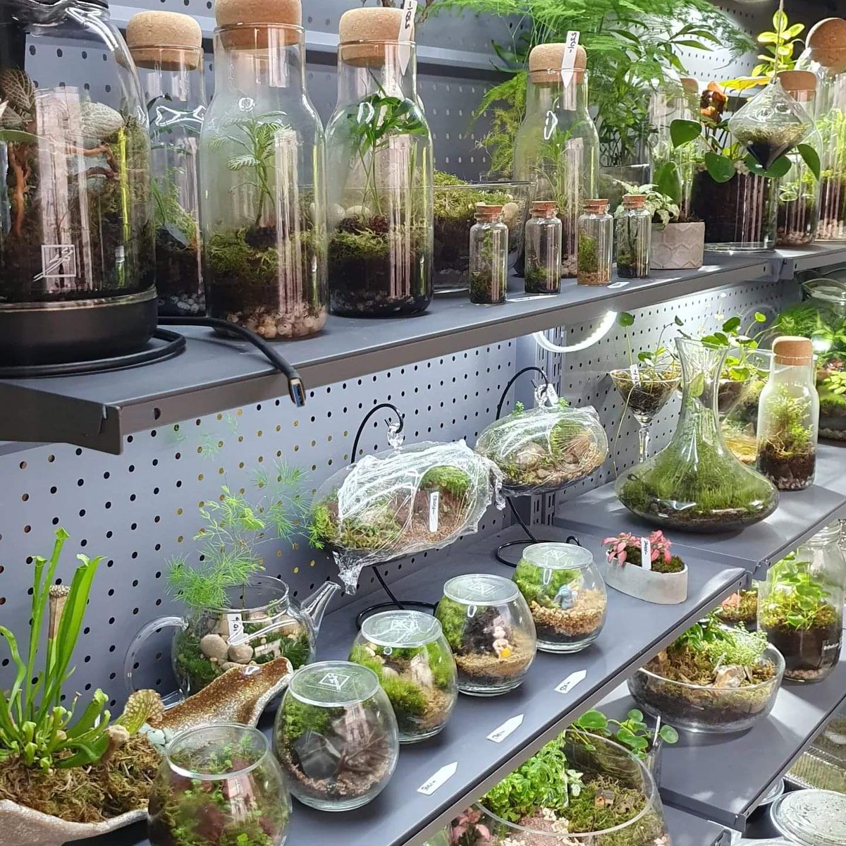 Looking for a great Eid gift for your loved ones? 
Eid Sale! 10% off on all available terrariums and Kokedama.
* Offer valid from 9th April 2023 to 23rd April 2023

#dheliart #localproduct #localbrand #madeinmaldives #terrarium #vivarium #paludarium #desertterrarium