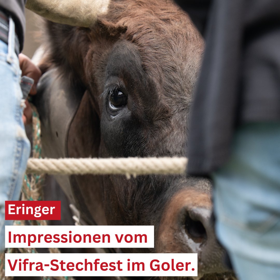 radiorottu's tweet photo. Impressionen vom Vifra-Stechfest im Goler.
📸 https://t.co/7bytjt1OML / Daniel Berchtold
#stechfest #vifrastechfest #eringer #goler #wettkampf #eringerrasse @raceherenstour #valaiswallis #combatdereines #ringkuhkamp #eringerkuh #raceherenstour #raceherens #switzerland https://t.co/dzy3uHW6ty