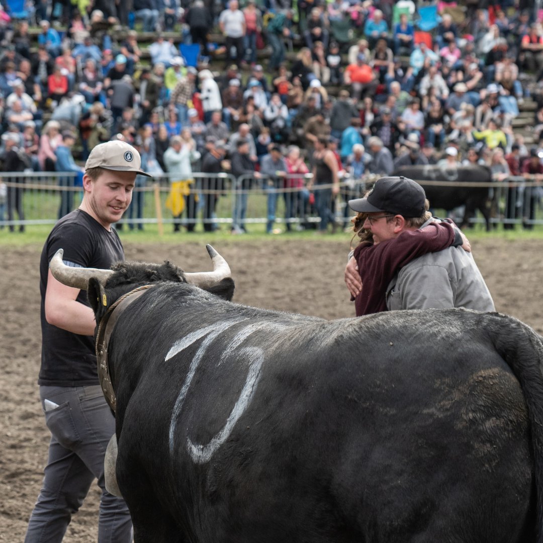 radiorottu's tweet photo. Impressionen vom Vifra-Stechfest im Goler.
📸 https://t.co/7bytjt1OML / Daniel Berchtold
#stechfest #vifrastechfest #eringer #goler #wettkampf #eringerrasse @raceherenstour #valaiswallis #combatdereines #ringkuhkamp #eringerkuh #raceherenstour #raceherens #switzerland https://t.co/dzy3uHW6ty