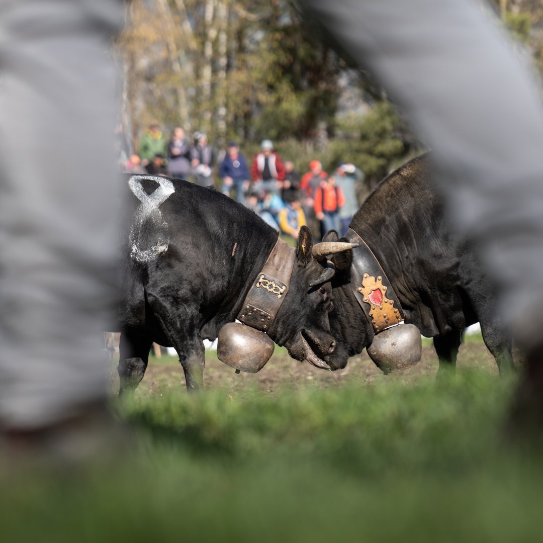 radiorottu's tweet photo. Impressionen vom Vifra-Stechfest im Goler.
📸 https://t.co/7bytjt1OML / Daniel Berchtold
#stechfest #vifrastechfest #eringer #goler #wettkampf #eringerrasse @raceherenstour #valaiswallis #combatdereines #ringkuhkamp #eringerkuh #raceherenstour #raceherens #switzerland https://t.co/dzy3uHW6ty
