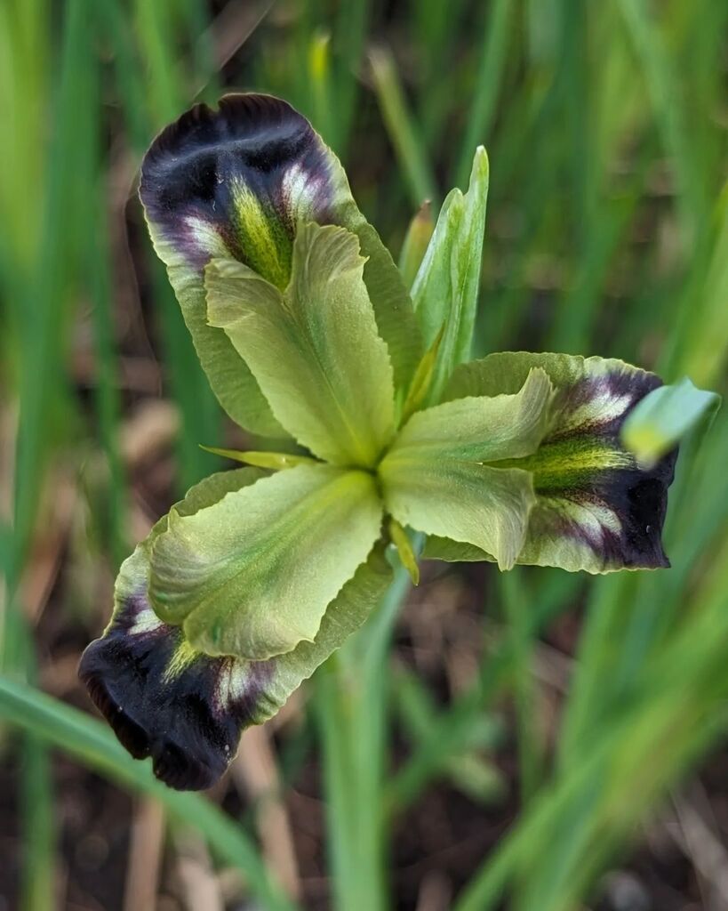 littleREDelf's tweet photo. Iris tuberosa aka snake's-head iris, widow iris, black iris, or velvet flower-de-luce. Vibrant green, olive, and brown accented by deep purple almost black falls. A dark beauty in early spring 🖤 Seen at @oregongarden

#blackflowers #iristuberosa
#wid… https://t.co/kqQVhtgr3r https://t.co/QCPBNIBSZ7