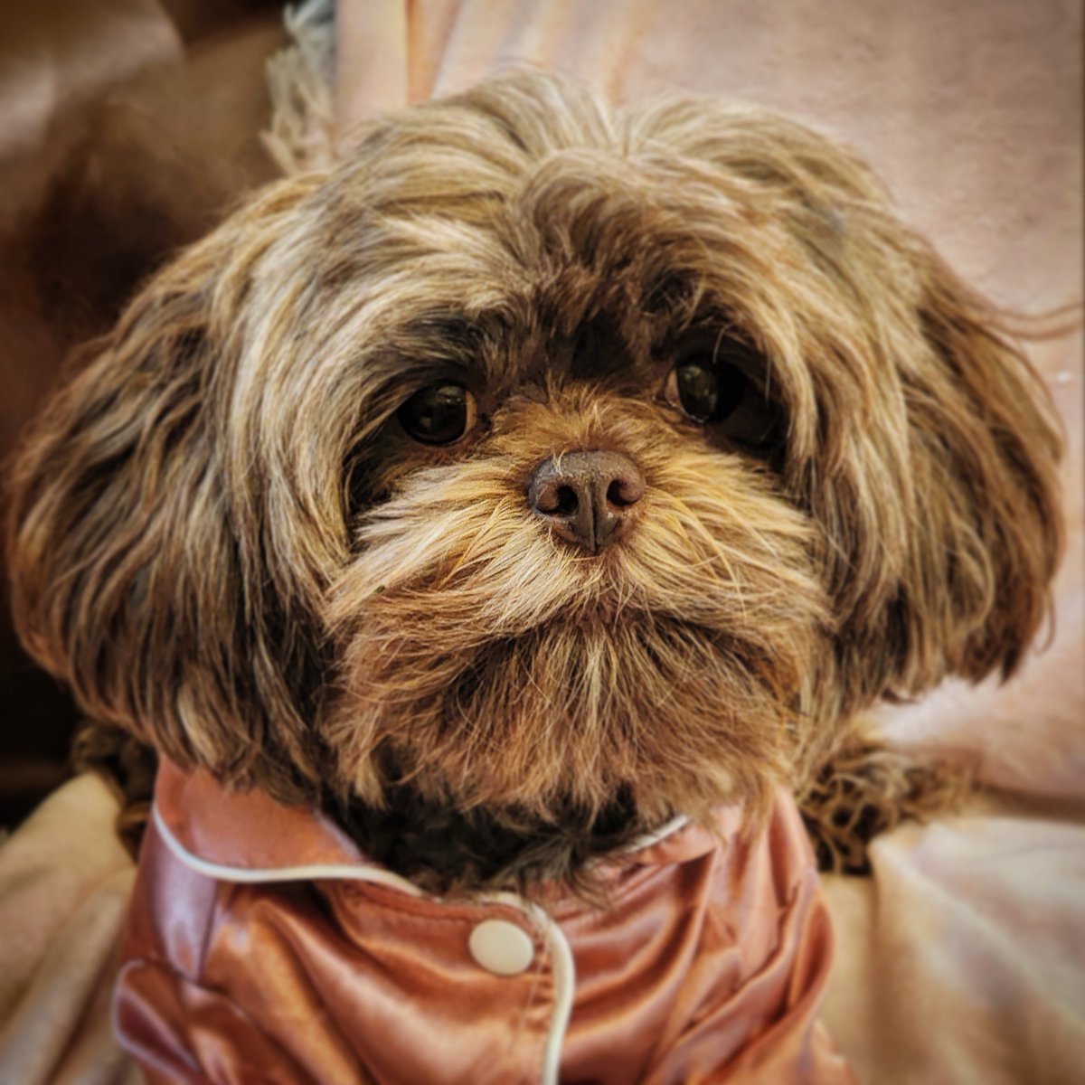 CocochanelPup's tweet photo. Hi Twitter! https://t.co/iYJrad8NXT