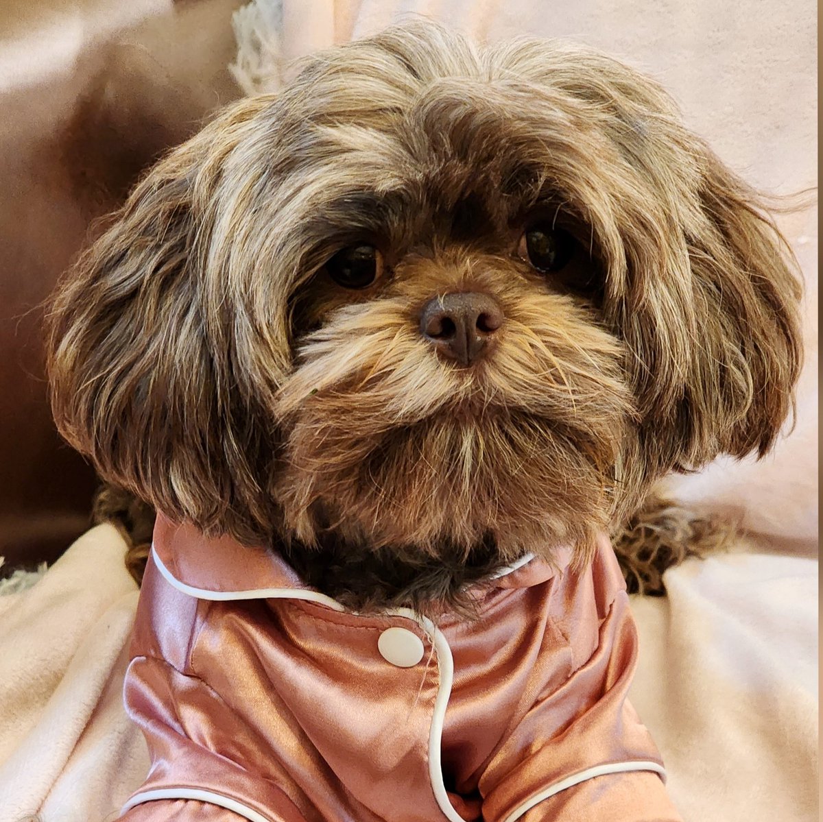 CocochanelPup's tweet photo. #NewProfilePic https://t.co/Q8wpThCZPV