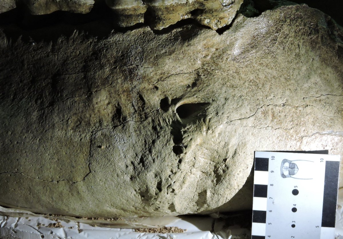 Max Mastodon (@maxmastodon) on Twitter photo Ouch! Closeup of a healed injury to my lower jaw. They tell me another #mastodon might have tried to stab me in the face with his tusk. #MastodonMonday #DailyMastodon #paleontology #fossil <a href="/WesternCenter/">Western Science Center</a> Ouch! Closeup of a healed injury to my lower jaw. They tell me another #mastodon might have tried to stab me in the face with his tusk. #MastodonMonday #DailyMastodon #paleontology #fossil <a href="/WesternCenter/">Western Science Center</a>