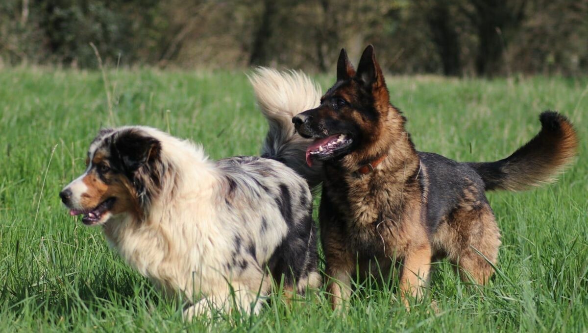 Deux #chiens abattus dans une #forêt en #Sarthe, leurs propriétaires portent #plainte
➡️ l.francebleu.fr/6nw6
#gendarmerie #animaux #chasseurs #enquête