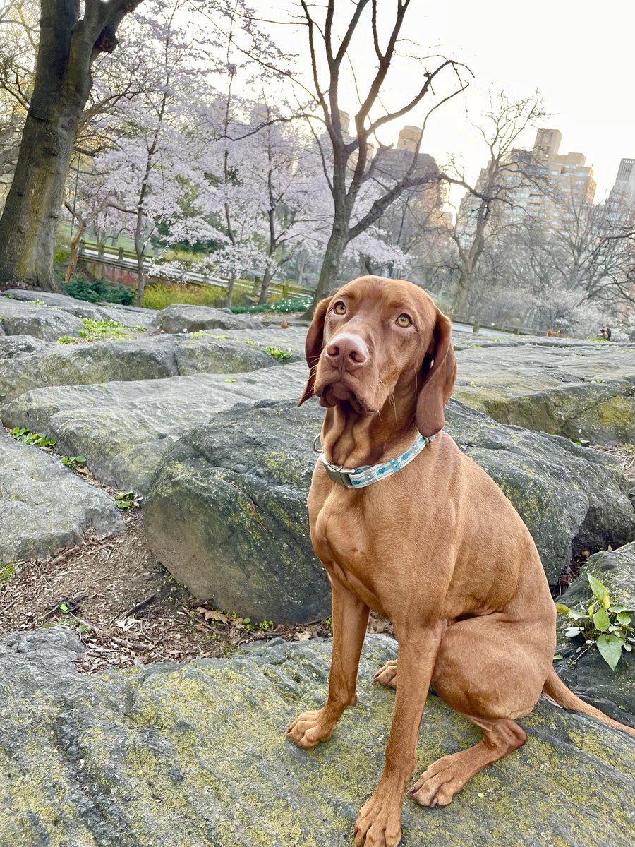 DanaPerino's tweet photo. Percy’s park day https://t.co/faeb8d9Y0A