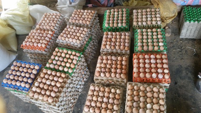 p_dusabimana's tweet photo. If you are interested in poultry farming for either meat or egg production, please like and retweet massively. https://t.co/JMxfJHOsGw