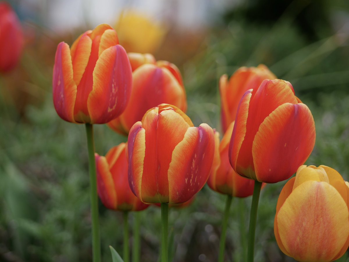 TonyCava's tweet photo. #SomethingBeautiful Harbinger of Spring Archive- Tulips, April 25 2017. While waiting for our new tulips to emerge during our late-arriving spring, I’ll post these from 2017 #Spring #Tulips #HarbingerOfSpring #BellinghamWA #ThePhotoHour https://t.co/iOefLFr6mR