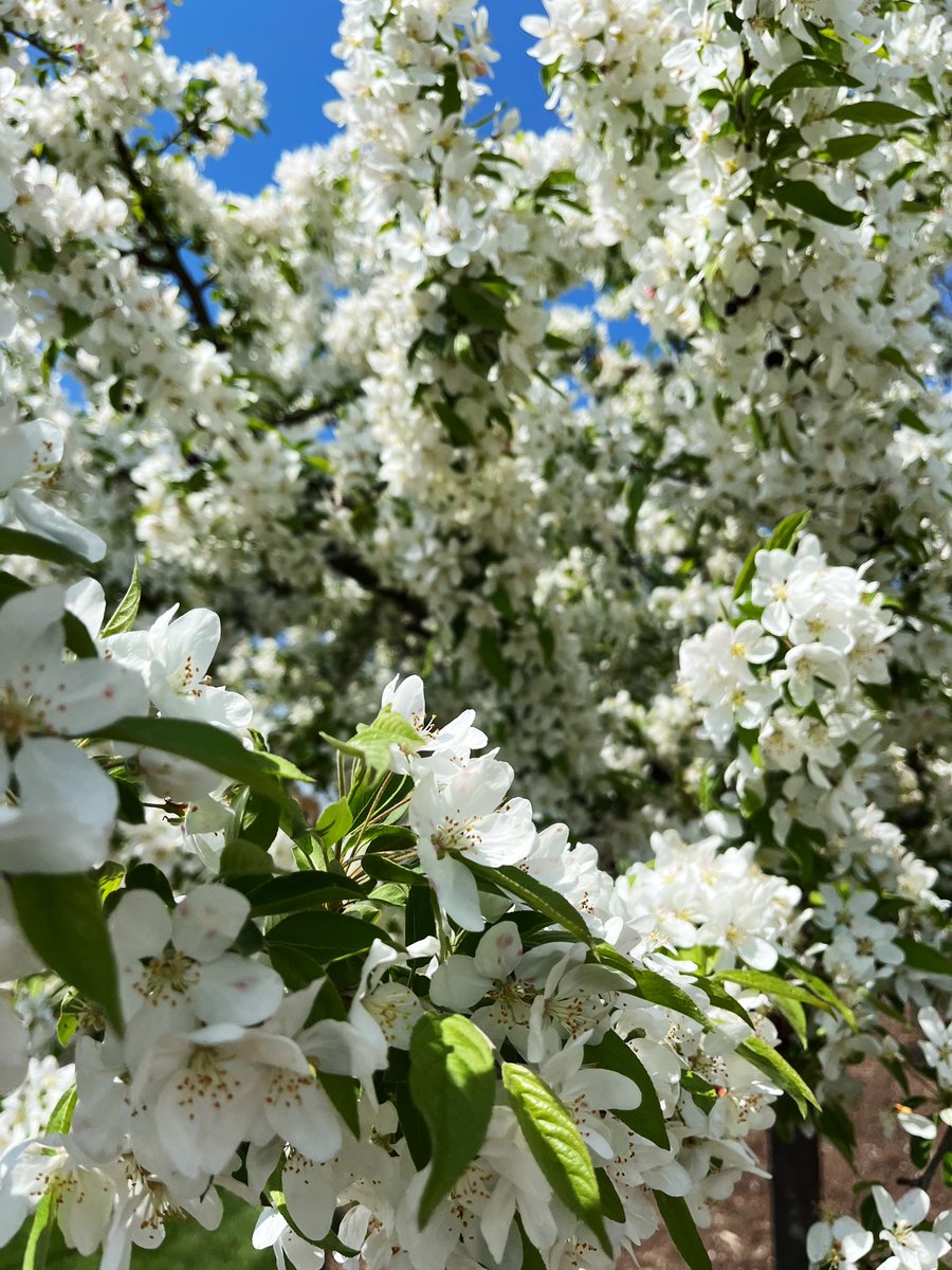 lib_mast's tweet photo. Cherry Blossom Festival 🌸 https://t.co/hSCmLqJL3L