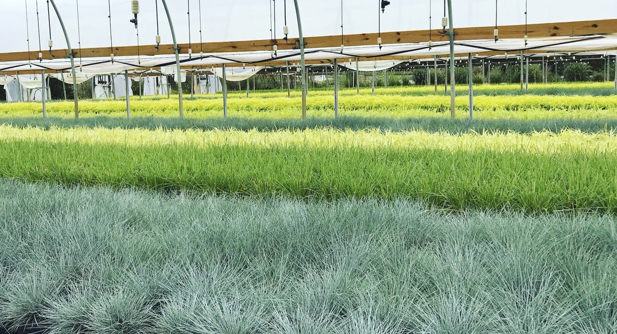 GrassSolutions's tweet image. Let's Talk Sedges! -&amp;gt; youtu.be/UliucAk_u6o