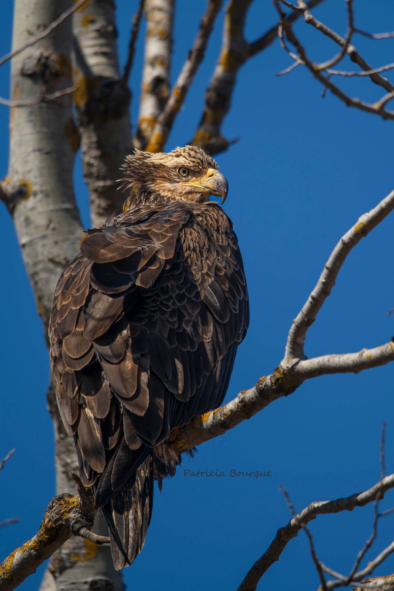 TrishaBourque's tweet photo. It really is an honor for me, being in their presence esp this close. #Kitpu are coming back for the big fish runs of spring. #Eagle #Lnu A Young Eagle kept me company. #PEI #Epekwitk https://t.co/qU1C5BwMSr