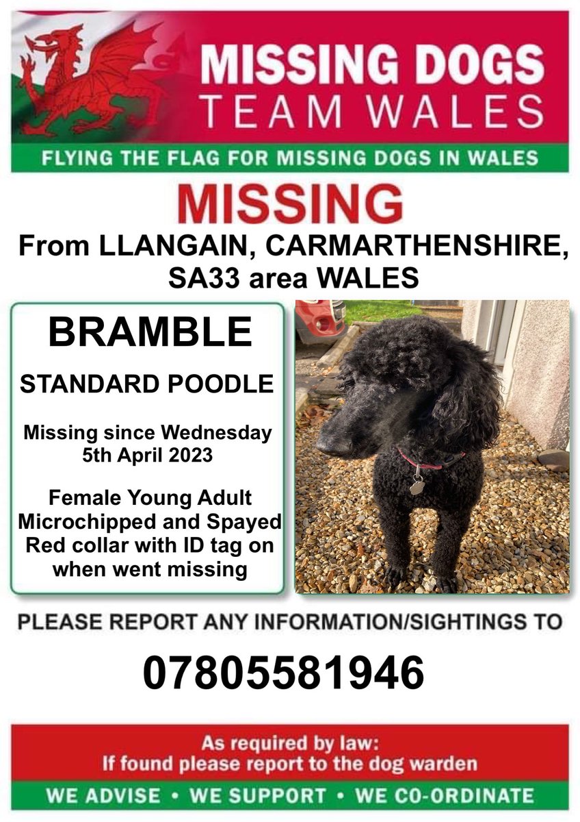 ‼️BRAMBLE IS MISSING FRON #LLANGAIN, #CARMARTHENSHIRE, #SA33 area #WALES
Wed 5th April 2023 
Female #StandardPoodle, Spayed, Chipped and was wearing a Red collar with ID tag 
‼️Please keep a look out for her in Llangain, Llanybri and Llansteffan areas and ring number if seen ⬇️