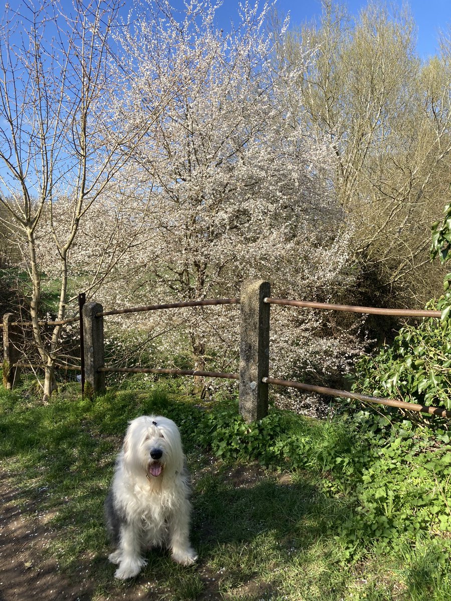 Out for my #BankHoliday walk between the April showers! ☔️🌳🌸 #EasterWeekend