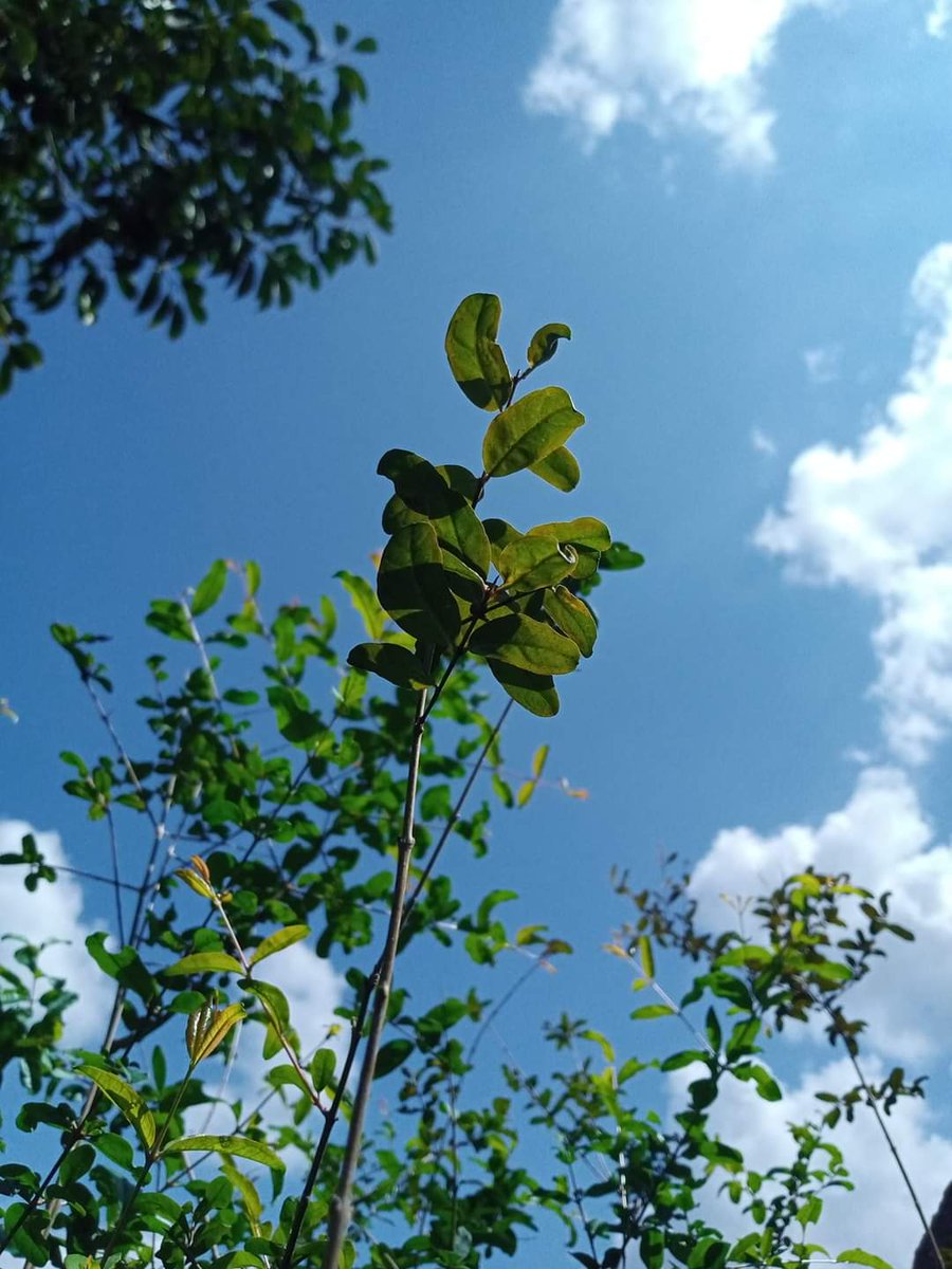 wild__catoo's tweet image. وَتُعِزُّ مَنٌ تَشَاء وَتُزِلُّ مَنٌ تَشَاء

اللّه پاک کی ذات پر بھروسہ کرنے والا کبھی نقصان میں نہیں ہوتا ۔۔۔۔۔۔۔

#realScene