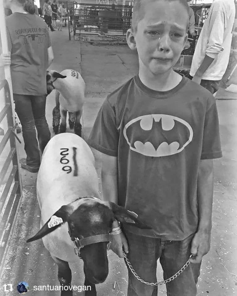 angie_karan's tweet photo. This picture was taken by this child's mother. He participated in a school project via which he had to raise two baby lambs to be auctioned in a market and then sent to the slaughterhouse to be murdered. He put a lot of love and took great care of them. https://t.co/aNk1CYQRBT