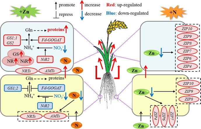 A proposed model of the cross-talk between Zn and N in rice plants.  Co-application of Zn and N has potential to improve both N &amp; Zn utilization.  ncbi.nlm.nih.gov/pmc/articles/P…   Ji C, Li J, Jiang C, Zhang L, Shi L, Xu F, Cai H., J Adv Res. 2021 Apr 20