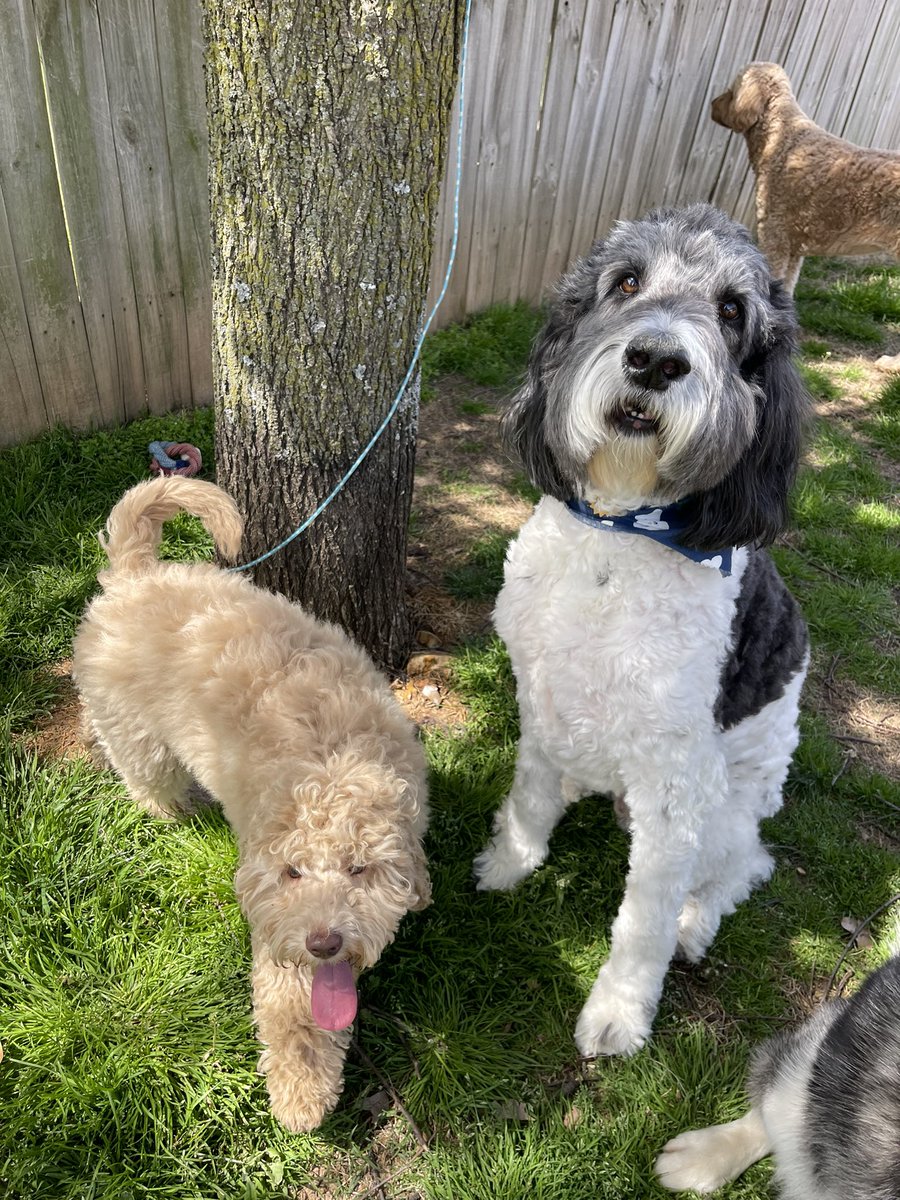petsitco's tweet photo. Finn & Drake. ❤️ Finn is all puppy mischief with zero snuggling abilities. Drake is cool, calm & collected and wants to lay on top of human body to get the ultimate affection experience. #minilabradoodle #labradoodle #petsitter #petsitting #bentonvillearkansas #nwa #petsitco https://t.co/5rL7vevgi6
