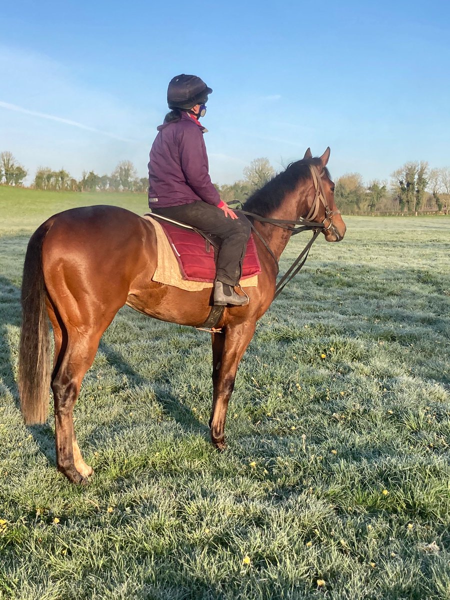 skbambry's tweet photo. @drumphea  @GoffsUK Breeze up lot 209. Beautiful Inns of Court colt with clean x-rays &amp; scope. Having an easy Easter Monday. https://t.co/MMTeAYkVmt
