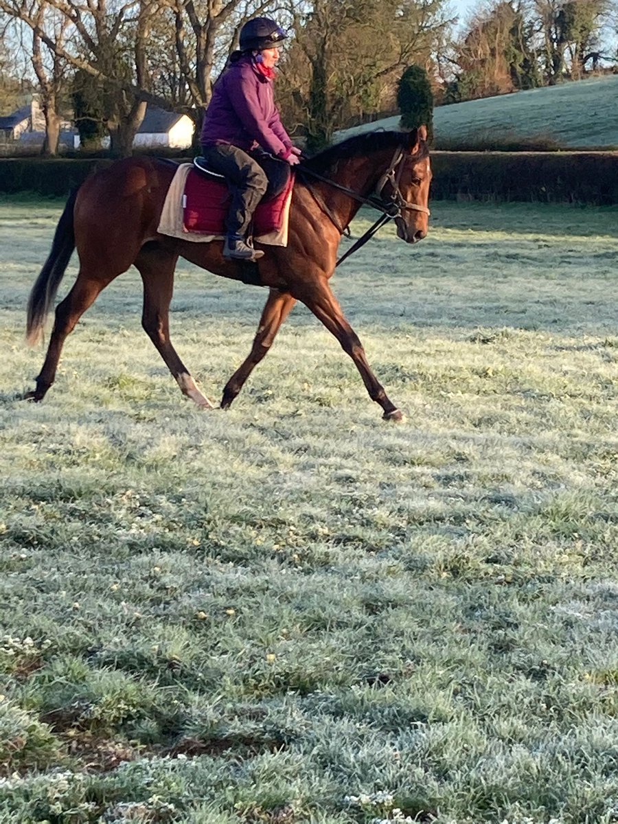 skbambry's tweet photo. @drumphea  @GoffsUK Breeze up lot 209. Beautiful Inns of Court colt with clean x-rays &amp; scope. Having an easy Easter Monday. https://t.co/MMTeAYkVmt