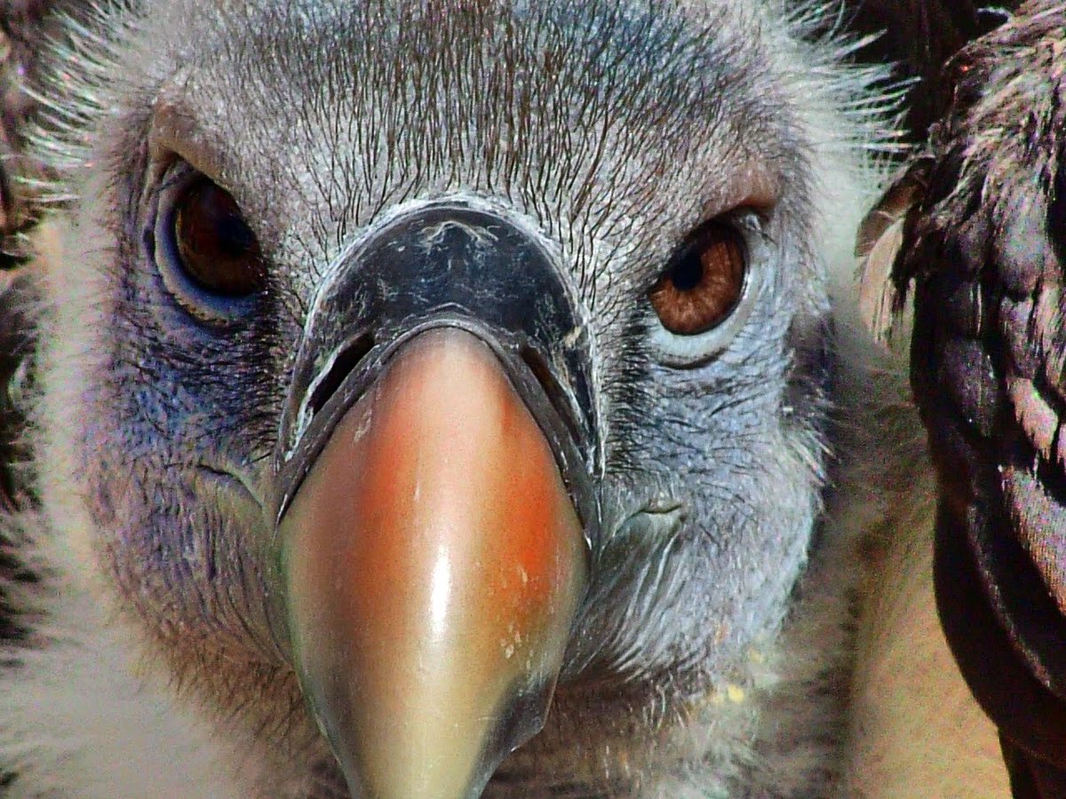 <a href="/fauna_isa/">La Fauna de Isa</a>