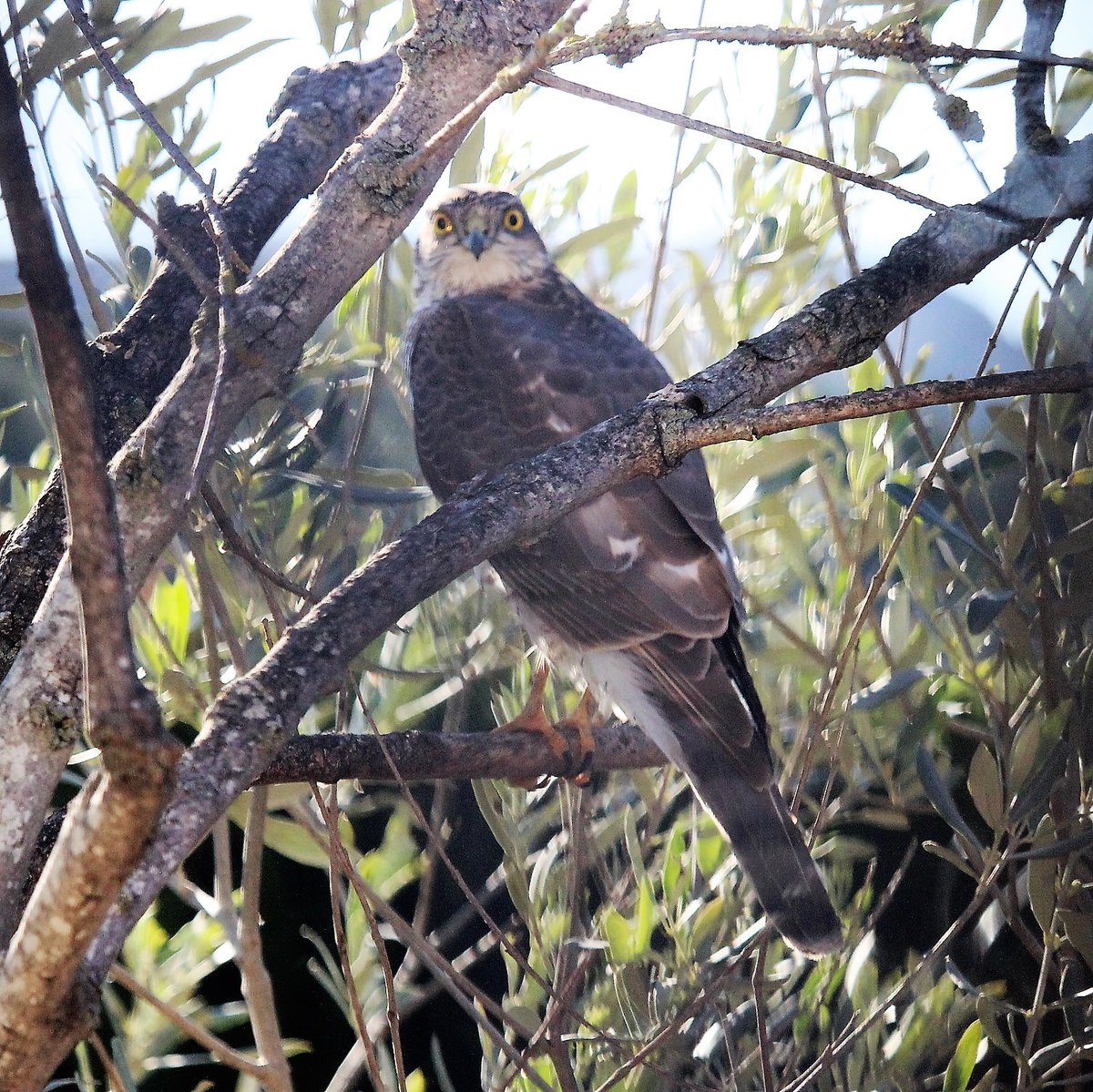 gsobrepera's tweet photo. esparverar
1 v. tr. [LC] La imminència d’un perill, esverar. No res l’esparvera.
@birdcatalunya https://t.co/Skb5DZqILT