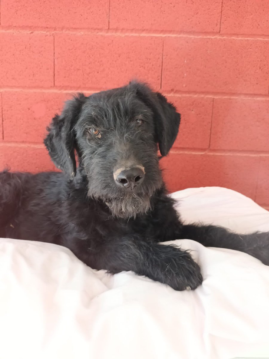 elbosque_org's tweet photo. Bob, mix de aguas, 6 meses, sociable y cariñoso, esta en Madrid y busca familia tf 669066967 https://t.co/TUaBgHpm5x