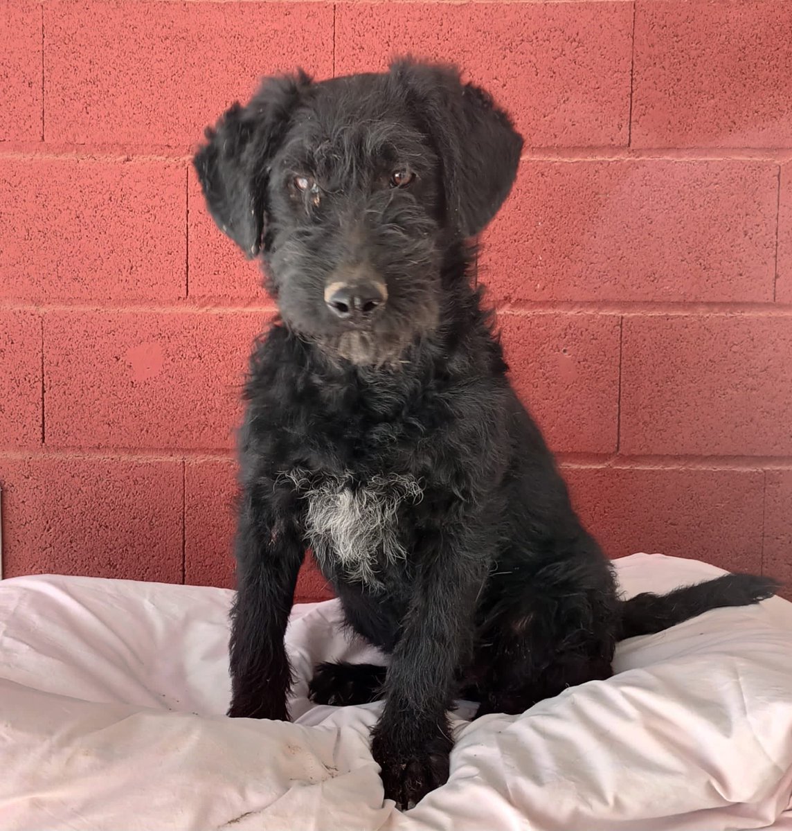elbosque_org's tweet photo. Bob, mix de aguas, 6 meses, sociable y cariñoso, esta en Madrid y busca familia tf 669066967 https://t.co/TUaBgHpm5x