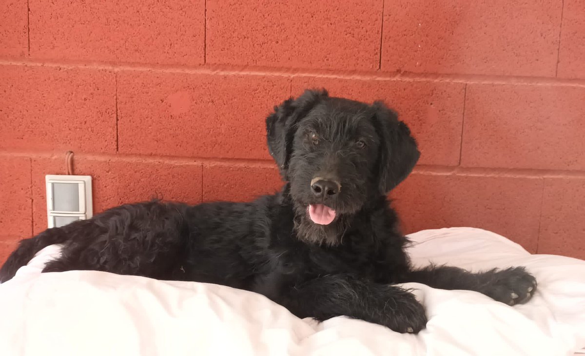 elbosque_org's tweet photo. Bob, mix de aguas, 6 meses, sociable y cariñoso, esta en Madrid y busca familia tf 669066967 https://t.co/TUaBgHpm5x
