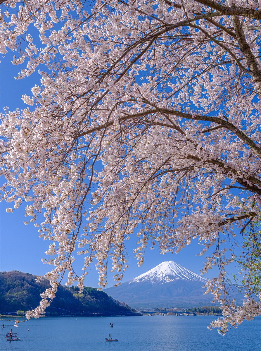 河口湖からの桜と富士山です。最高の光景でした🌸 撮影2023.4.9 マルミ MAGNETIC SLIM FILTER ADVANCED KIT PLフィルター使用