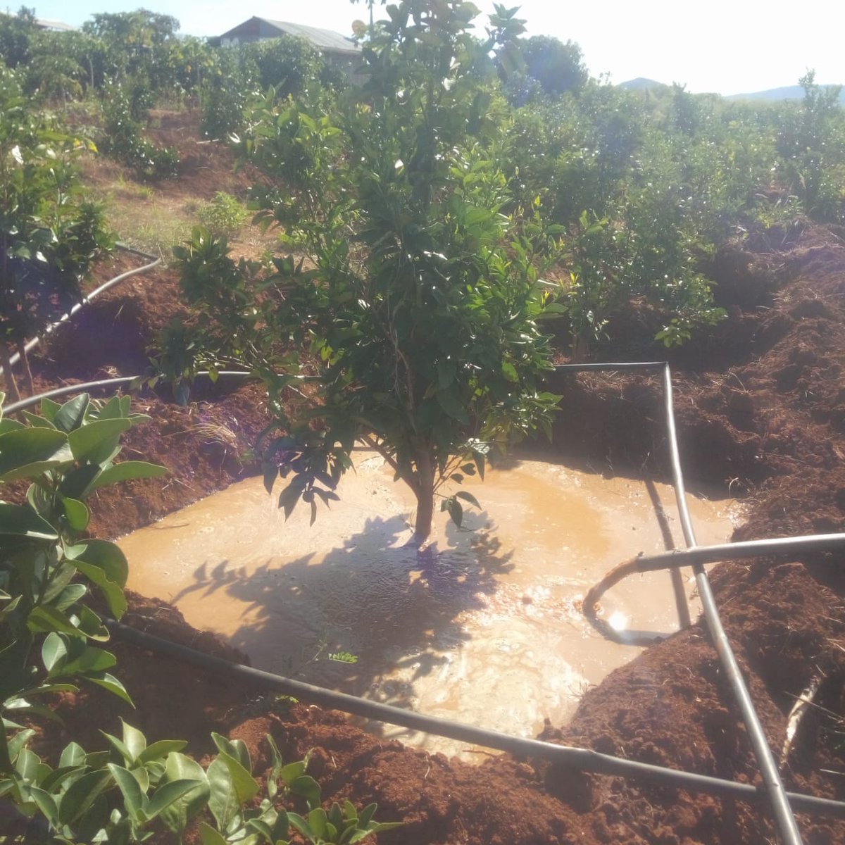 Harvesting rain water for irrigation