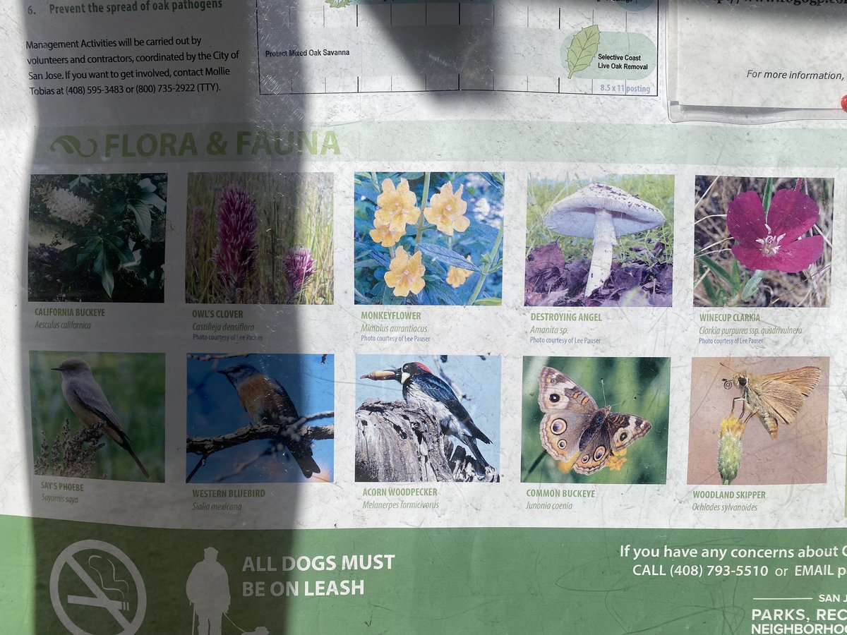 utopia4sharing's tweet image. Walk with Devin