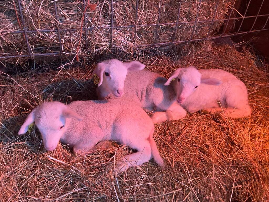 Francis, Leo, Clare…. One week old and resting for their debut at the Blessing of the Lambs. Super mama Kilele…. Gratis!