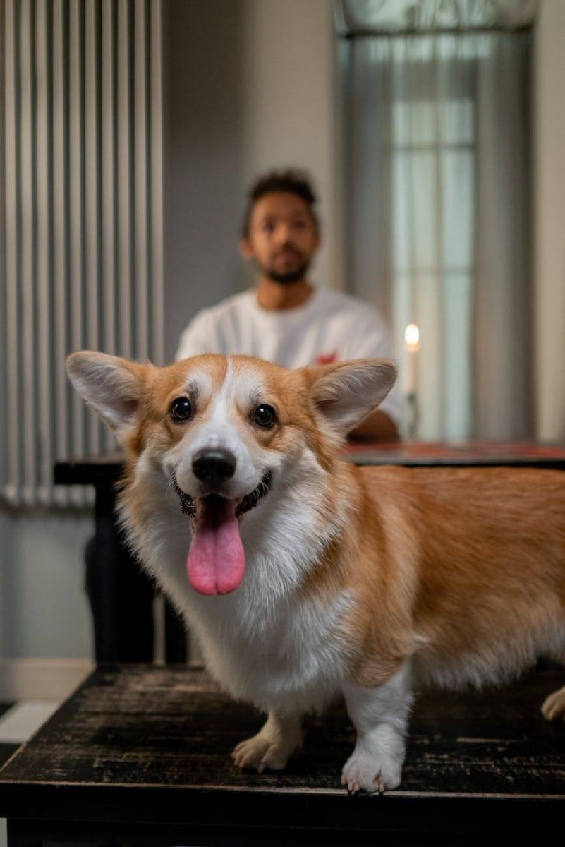 McPets1's tweet photo. Yes Yes Yes 🍭🍧🍬
#Dog #Carnivore #Dogbreed #Whiskers #Fawn #Companiondog #Snout #Table #Wood #Happy https://t.co/FzUl4hFqKZ