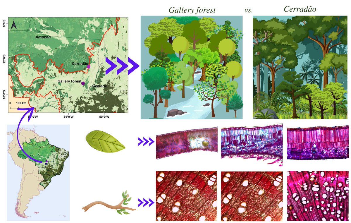 Botanical_'s tweet photo. Anatomical functional traits &amp; hydraulic vulnerability of #trees in different water conditions in southern #Amazonia (new #AJB research Norberto Ribeiro-Júnior, Ben Hur Marimon Junior et al)

https://t.co/B6yv6AkkFt #botany #ecology #rainforest @wileyplantsci @WileyEcolEvol https://t.co/niVsvivN6I
