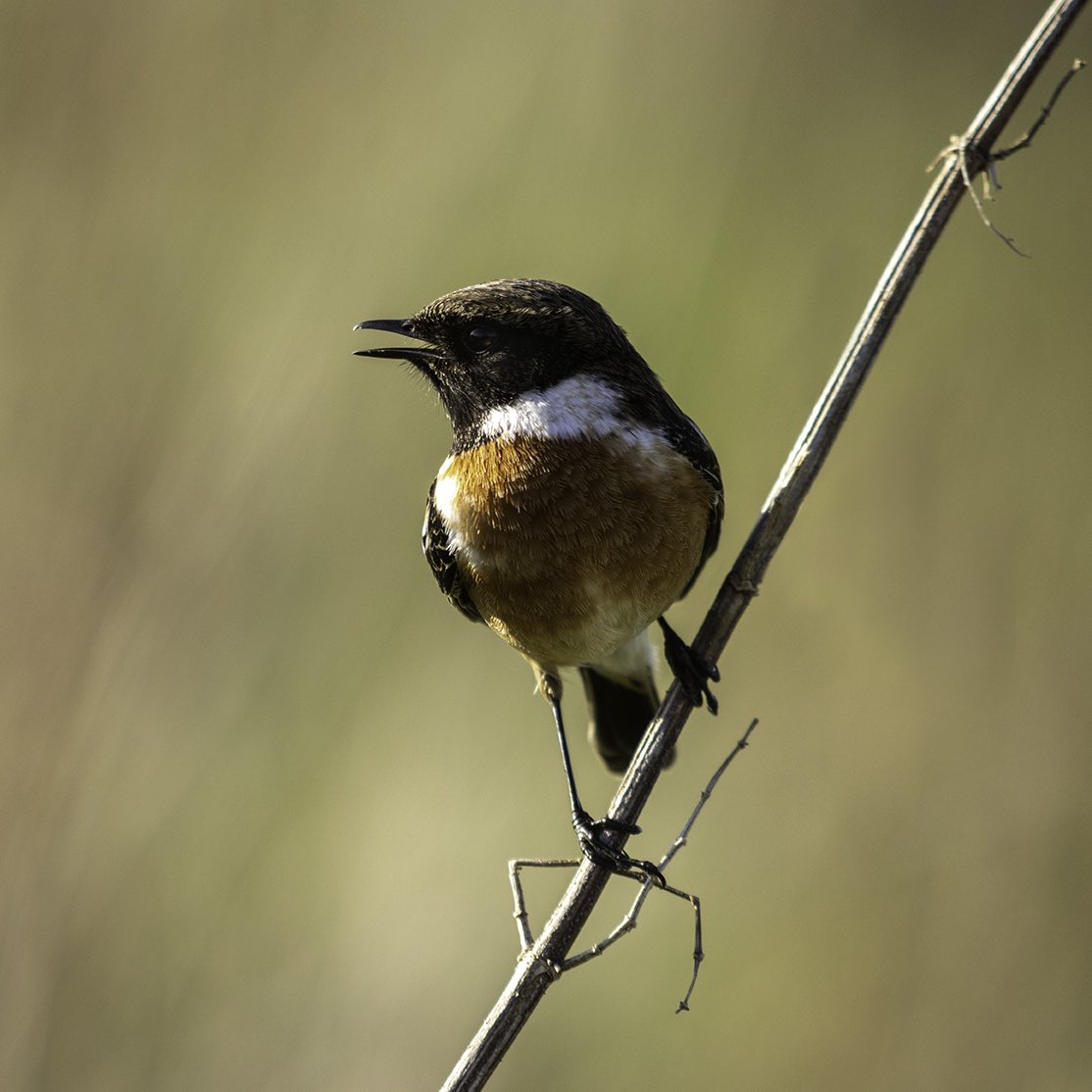 Chit Chat
 
Canon EOS R7
Sigma 70-200mm f/2.8
 
#WexMondays #canon #eos #R7 #sigma #sharemysigma #photography #canonphotography #amateurphotography #photooftheday #appicoftheweek #bhfyp #birdphotography #bird #birdwatching #birding #wildlife #nature #naturephotography