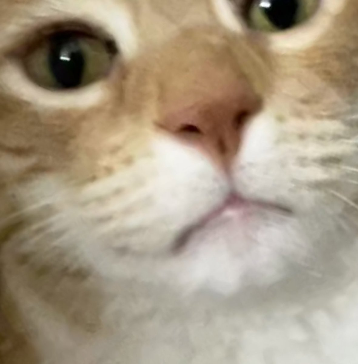 Jorts (and Jean) tweet media