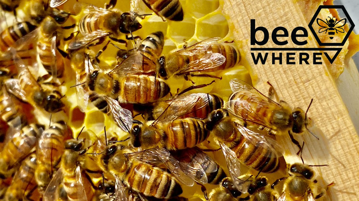 BeeWhere tweet media