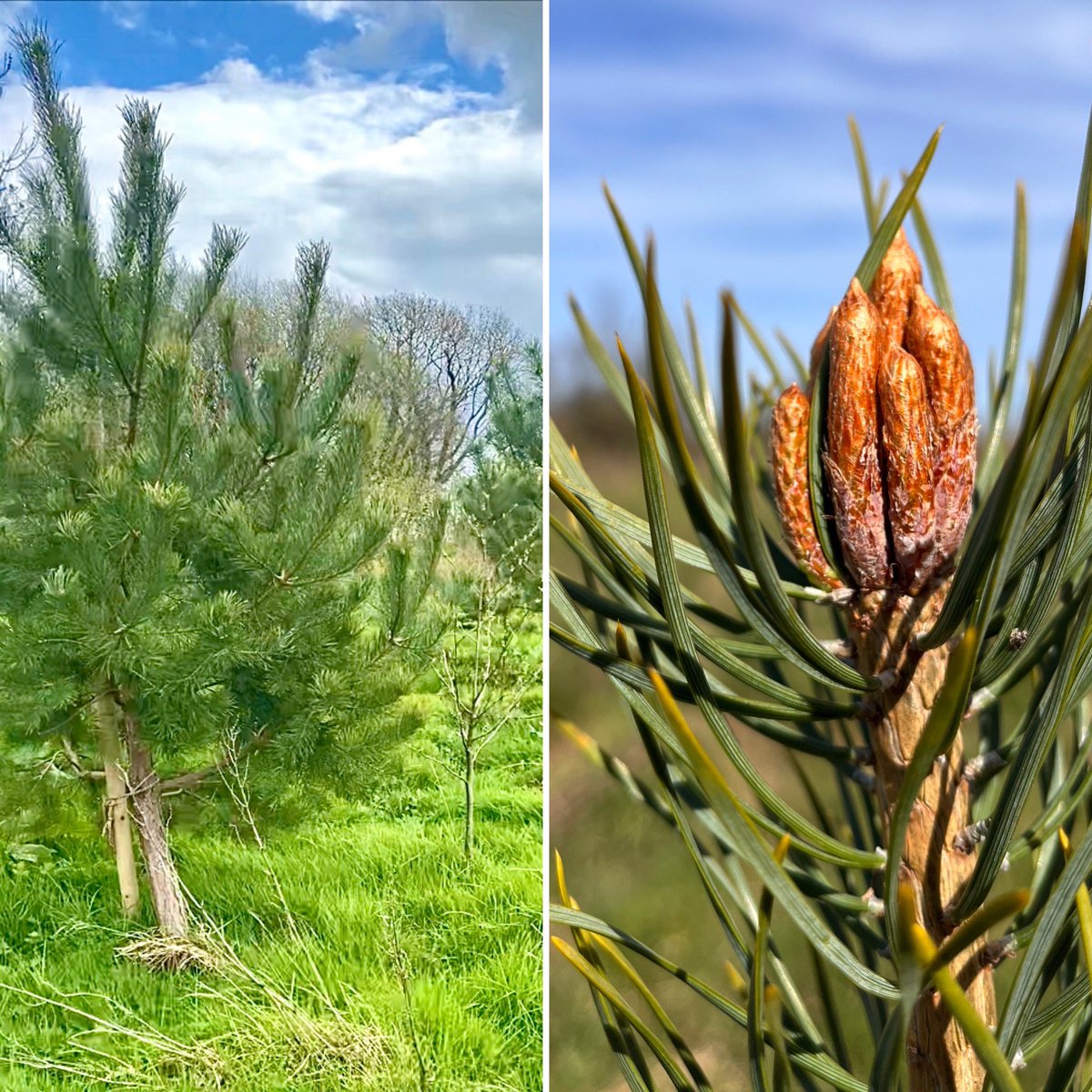 On the left are Scots pines we planted as bare-roots 3yrs ago. On right is a growing tip. This stunning native coniferous tree is fast growing and hardy. In Brehon law they were classed as the ‘Lords of the Woods’. We’ve planted 900🤩 of them on Wildacres! #trees #nativewoodland