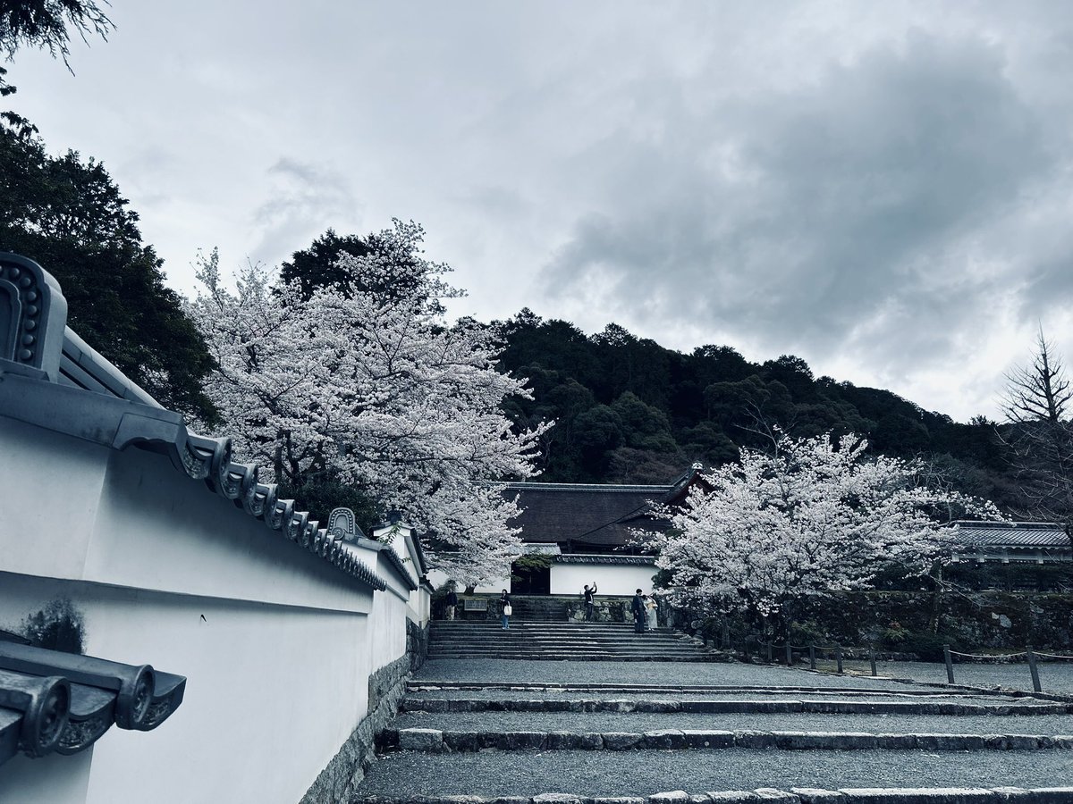 桜見れて嬉しいです。🌸 Sakura last March in Kyoto.