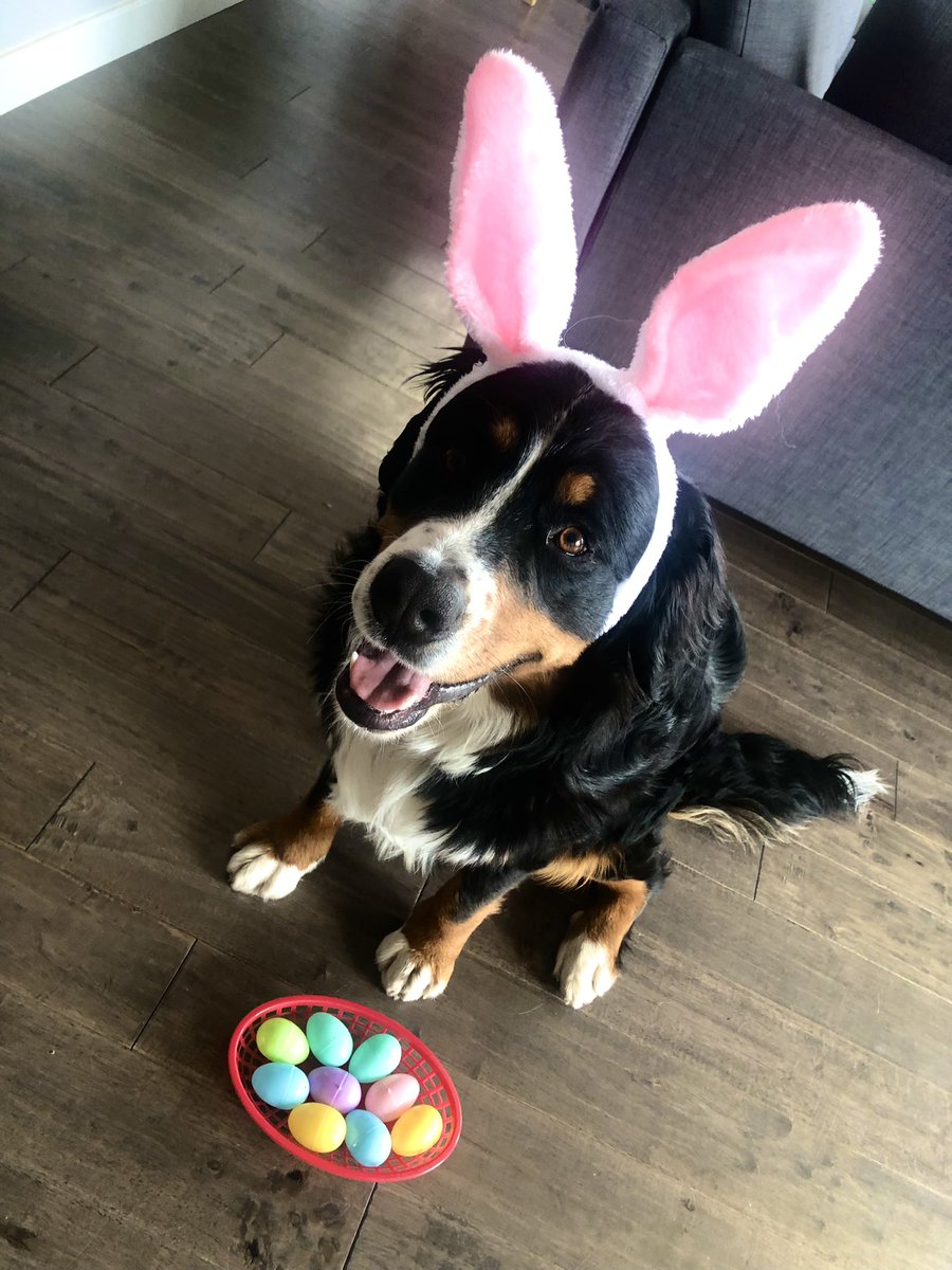 eobortolin's tweet photo. @DoodleNessa #mybunnykuma says rightbackatcha 😉🐣🐾🐇❤️ https://t.co/zfMtzaDazw